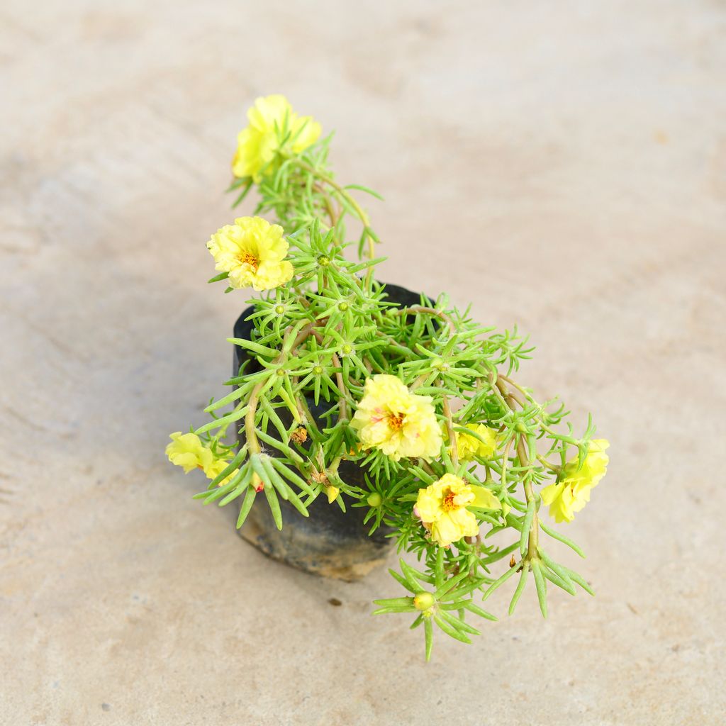 Portulaca Moss Rose (any colour) in 4 inch Nursery Bag