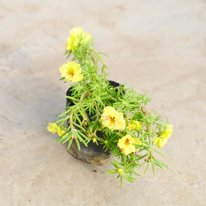 Buy Portulaca Moss Rose (any colour) in 4 inch Nursery Bag Online | Urvann.com