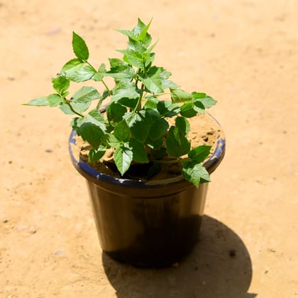 Buy Harsingar / Parijaat (any colour) in 8 inch Nursery Pot Online | Urvann.com