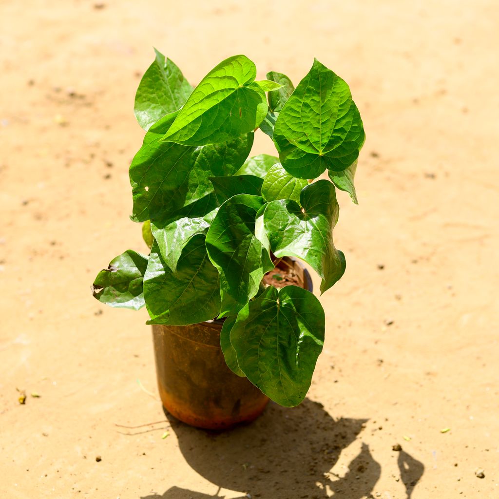 Banarasi Paan / Betal Leaf in 8 inch Nursery Pot