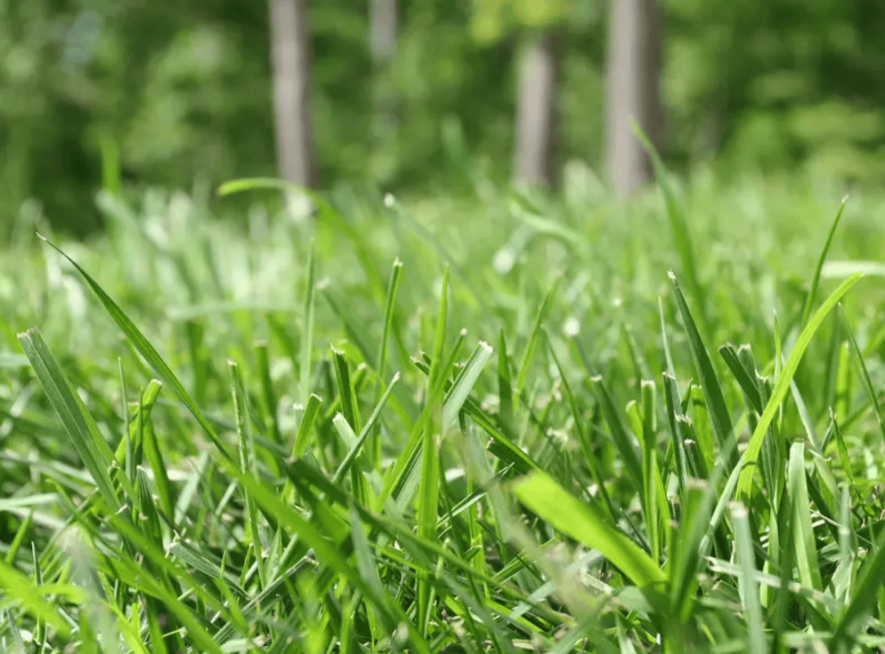 Buy Bermuda grass Seeds - Excellent Germination Online | Urvann.com Bermuda grass Seeds - Excellent Germination