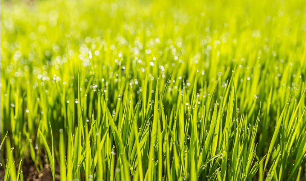 English Lawn Grass Seeds - Excellent Germination