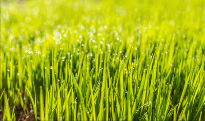 Buy English Lawn Grass Seeds - Excellent Germination Online | Urvann.com