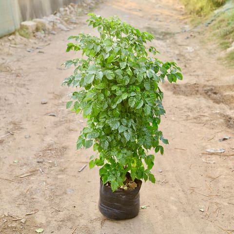 Radermachera / China Doll (~ 4 ft) in 14 Inch Nursery Bag