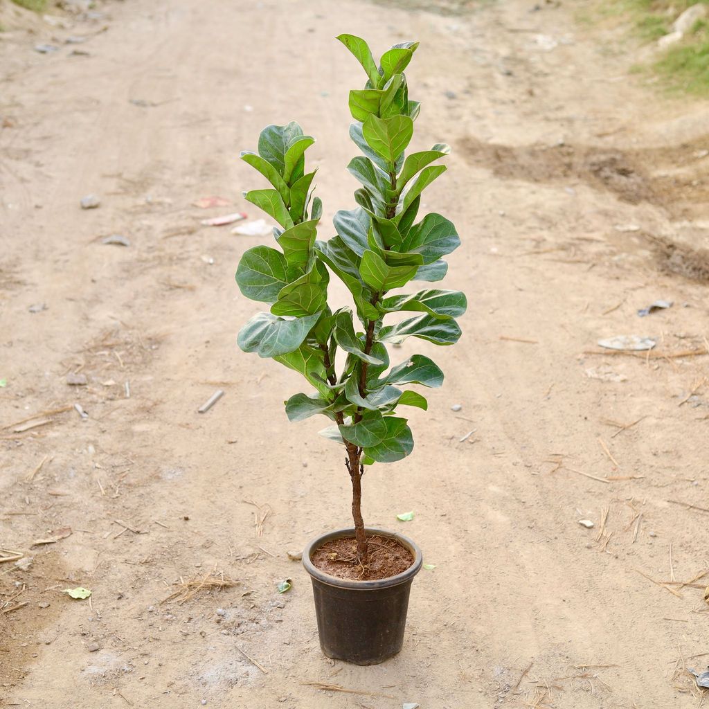 Buy Fiddle Leaf Fig / Ficus Lyrata (~ 3 Ft) in 9 Inch Nursery Pot Online | Urvann.com Fiddle Leaf Fig / Ficus Lyrata (~ 3 Ft) in 9 Inch Nursery Pot