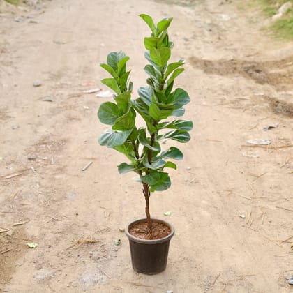Buy Fiddle Leaf Fig / Ficus Lyrata (~ 3 Ft) in 9 Inch Nursery Pot Online | Urvann.com