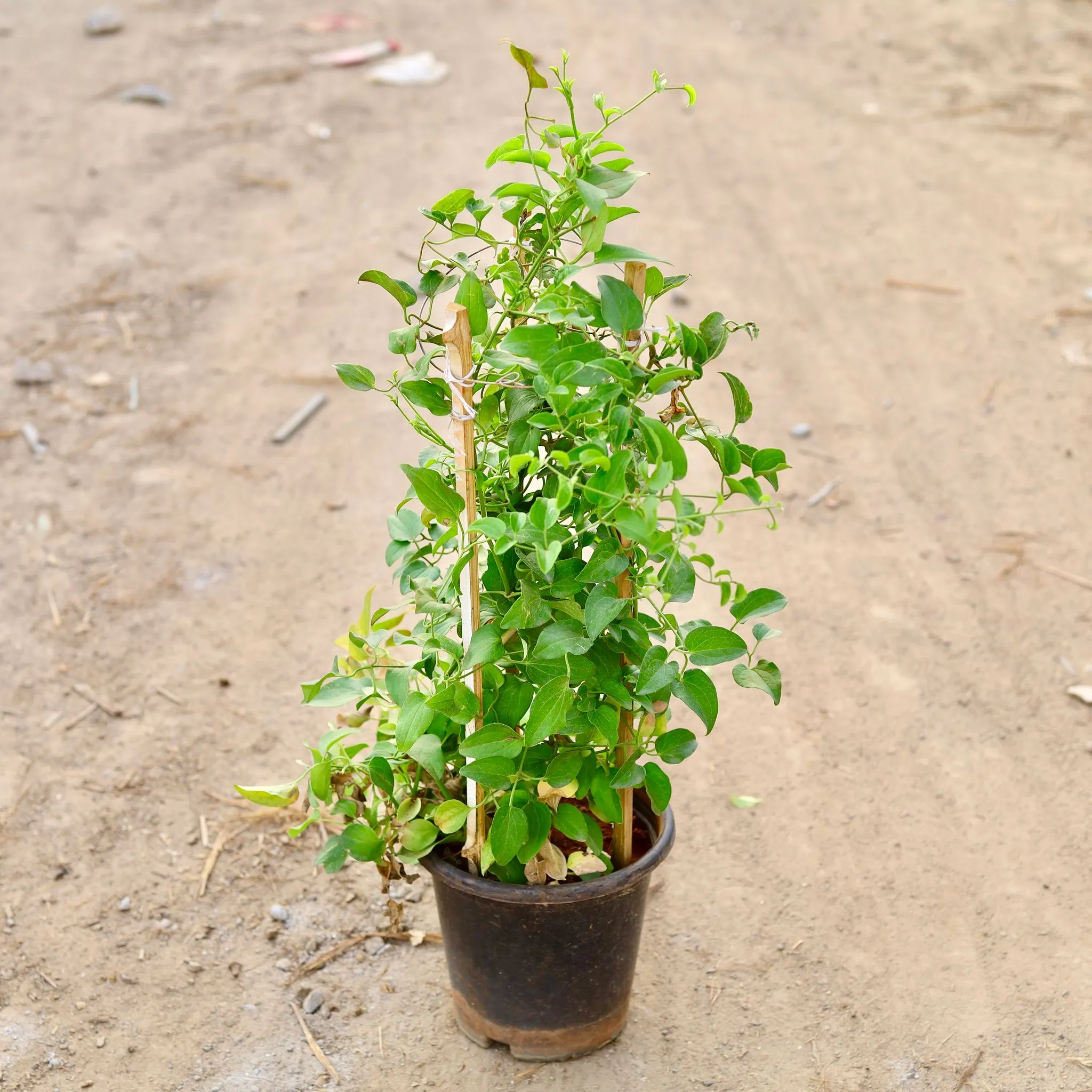 Clemantis Vine (any colour) in 8 Inch Nursery Pot