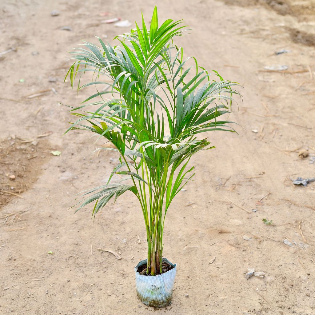 Areca Palm (~ 3-4 Ft) in 6 Inch Nursery Bag
