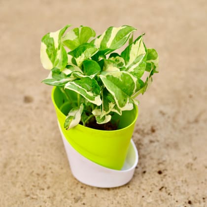 Buy Money Plant Njoy in 4 Inch Leafy Green Dublin Self Watering Pot Online | Urvann.com