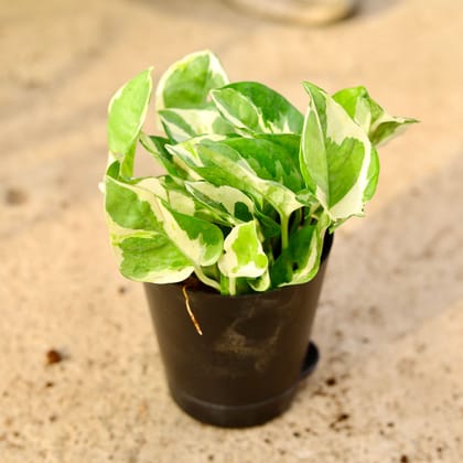 Buy Money Plant Njoy in 4 Inch Black Florence Self Watering Pot Online | Urvann.com
