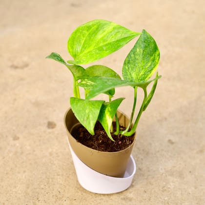 Buy Money Plant Green in 4 Inch Earthy Brown Dublin Self Watering Pot Online | Urvann.com