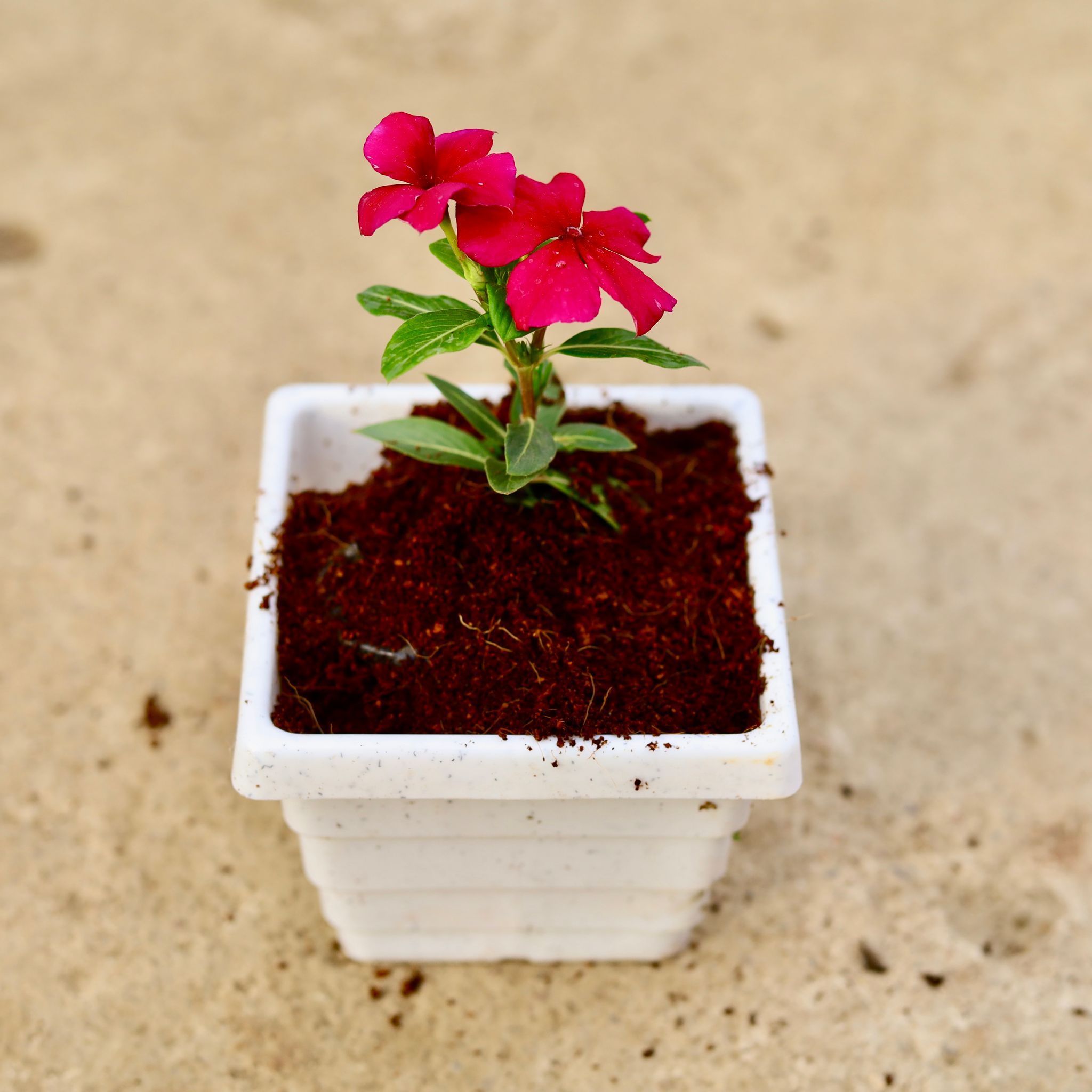 Periwinkle / Vinca / Sadabahar (Any Color) in 4 Inch White Marble Premium Orchid Square Plastic Pot