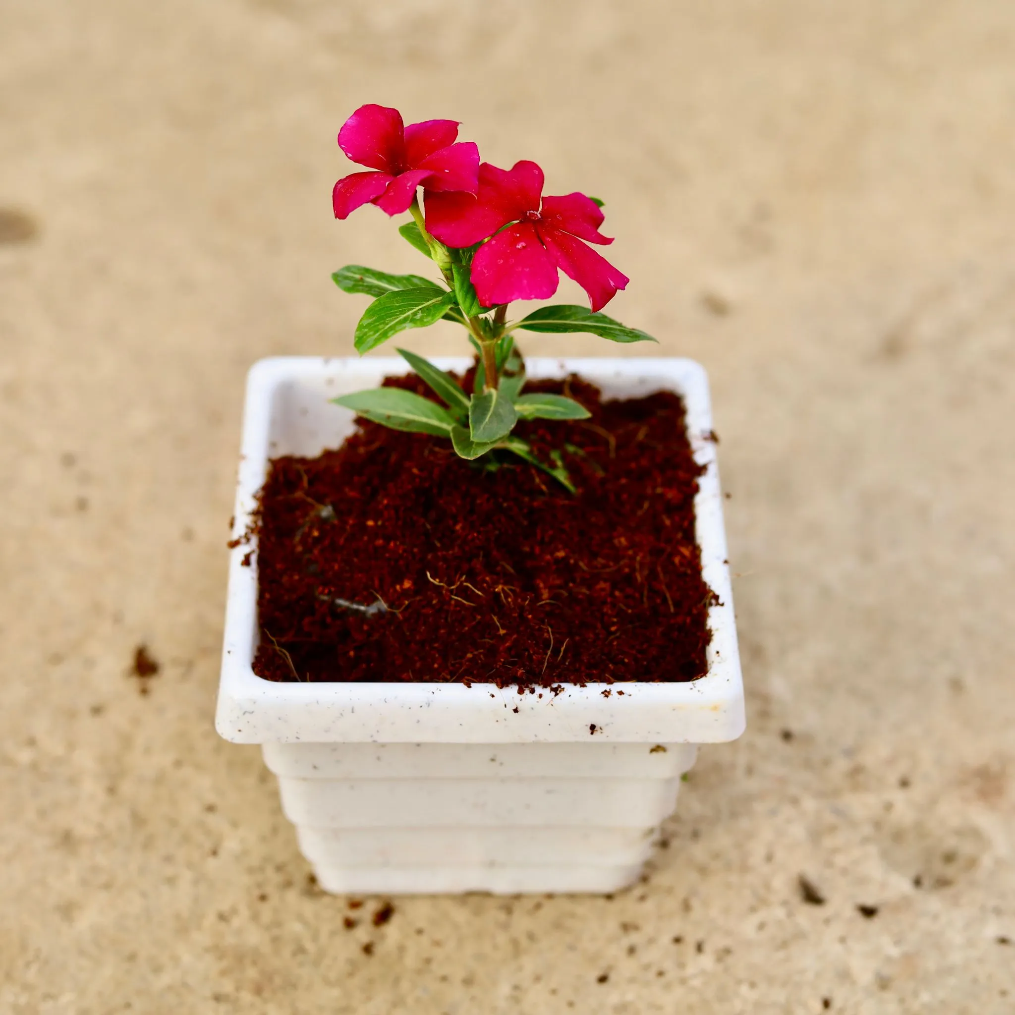 Periwinkle / Vinca / Sadabahar (Any Color) in 4 Inch White Marble Premium Orchid Square Plastic Pot