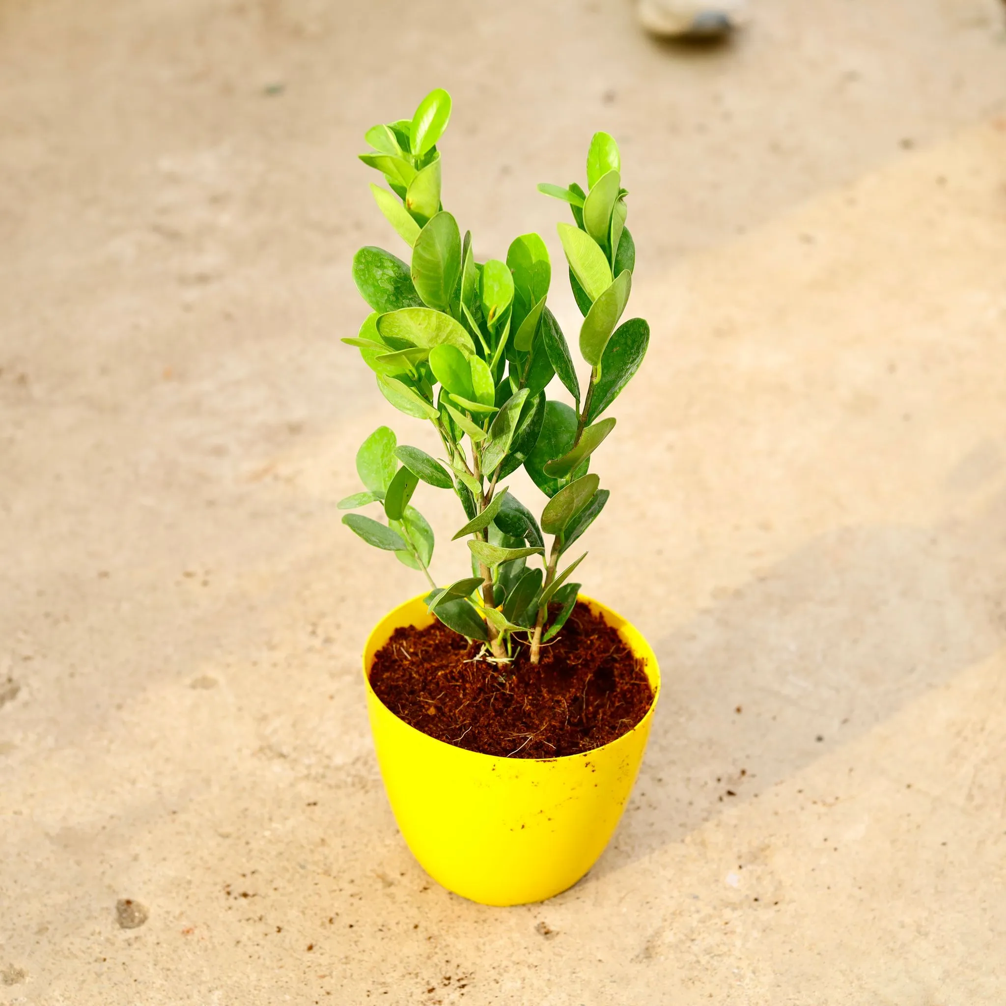 Ficus Moclaim in 6 Inch Yellow Premium Orchid Round Plastic Pot