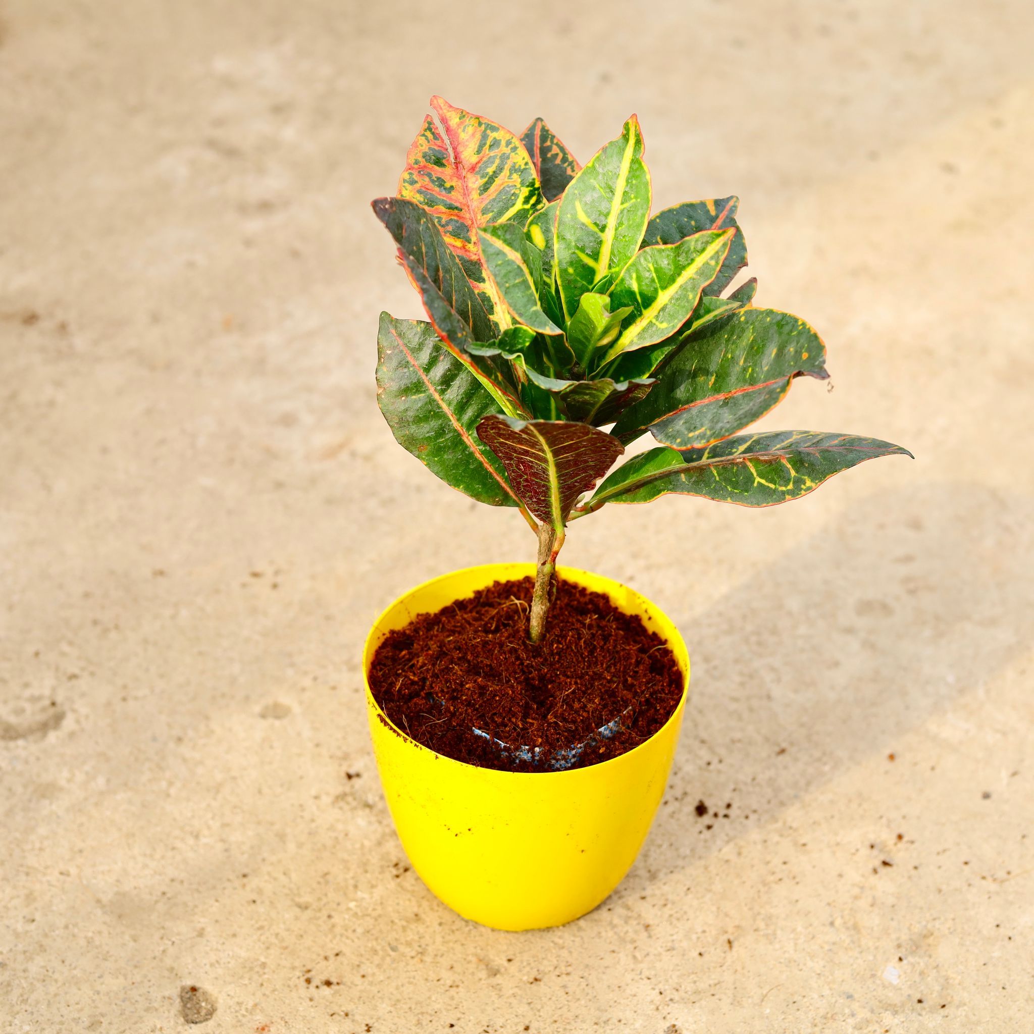 Croton Petra in 6 Inch Yellow Premium Orchid Round Plastic Pot