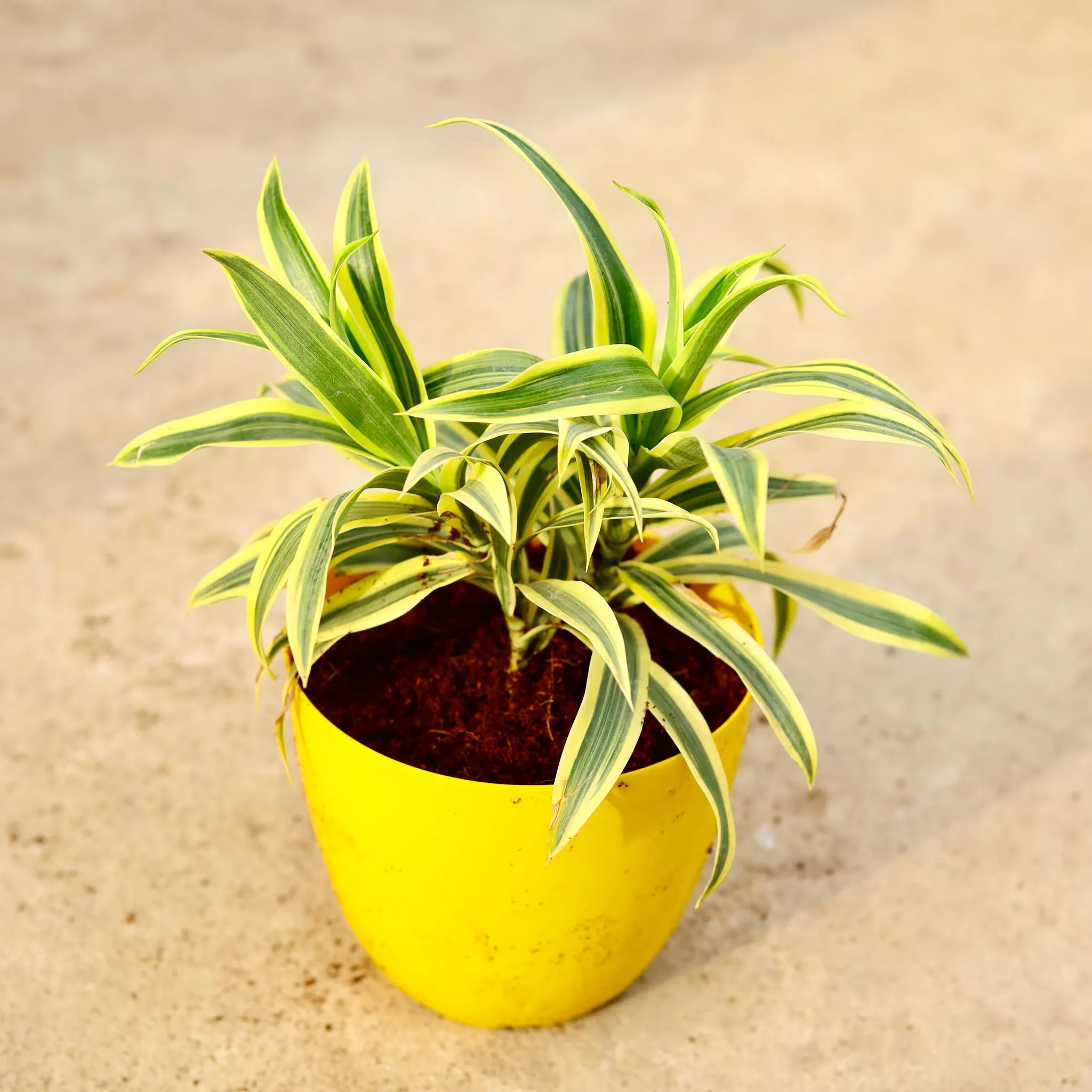 Song of India in 6 Inch Yellow Premium Orchid Round Plastic Pot