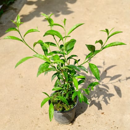 Buy Raat ki Rani / Night Blooming Jasmine in 6 Inch Nursery Pot Online | Urvann.com