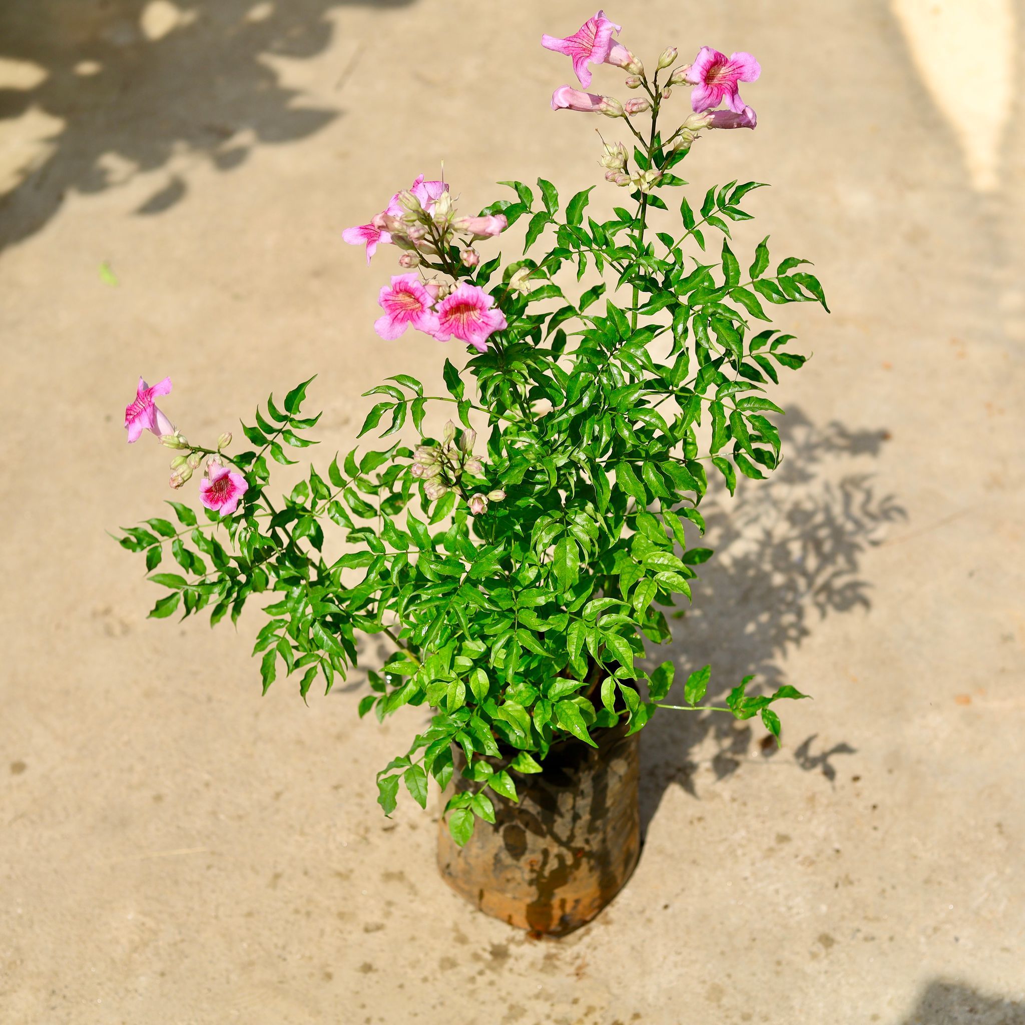 Tecoma Pink in 8 Inch Nursery Bag