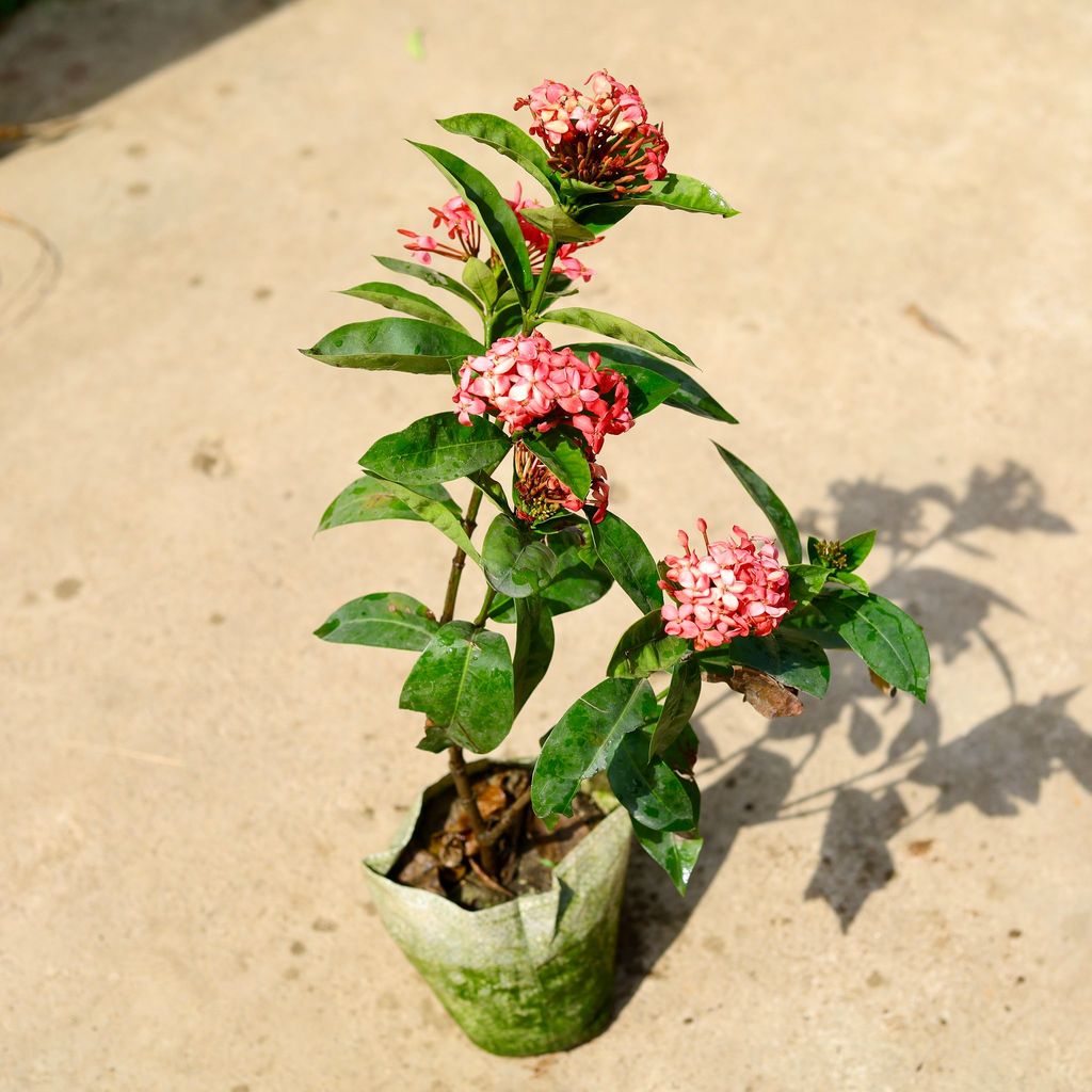 Buy Ixora Pink in 8 Inch Nursery Bag Online | Urvann.com Ixora Pink in 8 Inch Nursery Bag