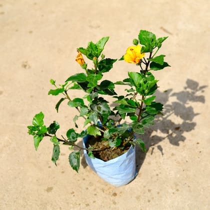Buy Hibiscus / Gudhal Yellow in 8 Inch Nursery Bag Online | Urvann.com