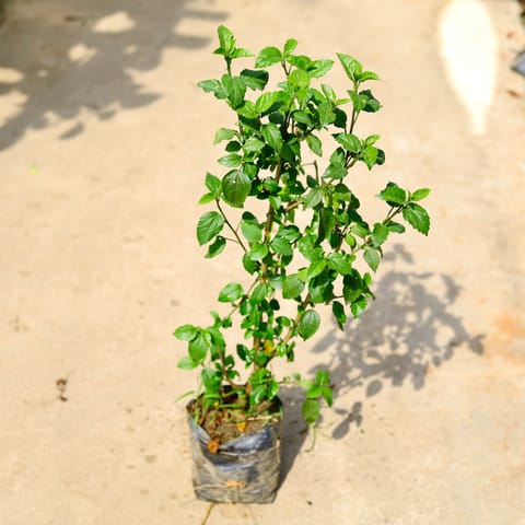Hibiscus / Gudhal White in 8 Inch Nursery Bag