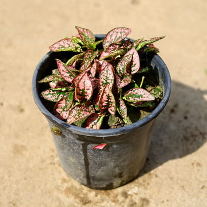 Buy Hypoestes / Polka Dot Light Pink in 6 Inch Nursery Pot Online | Urvann.com