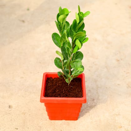 Buy Ficus Moclaim in 6 Inch Red Premium Orchid Square Plastic Pot Online | Urvann.com