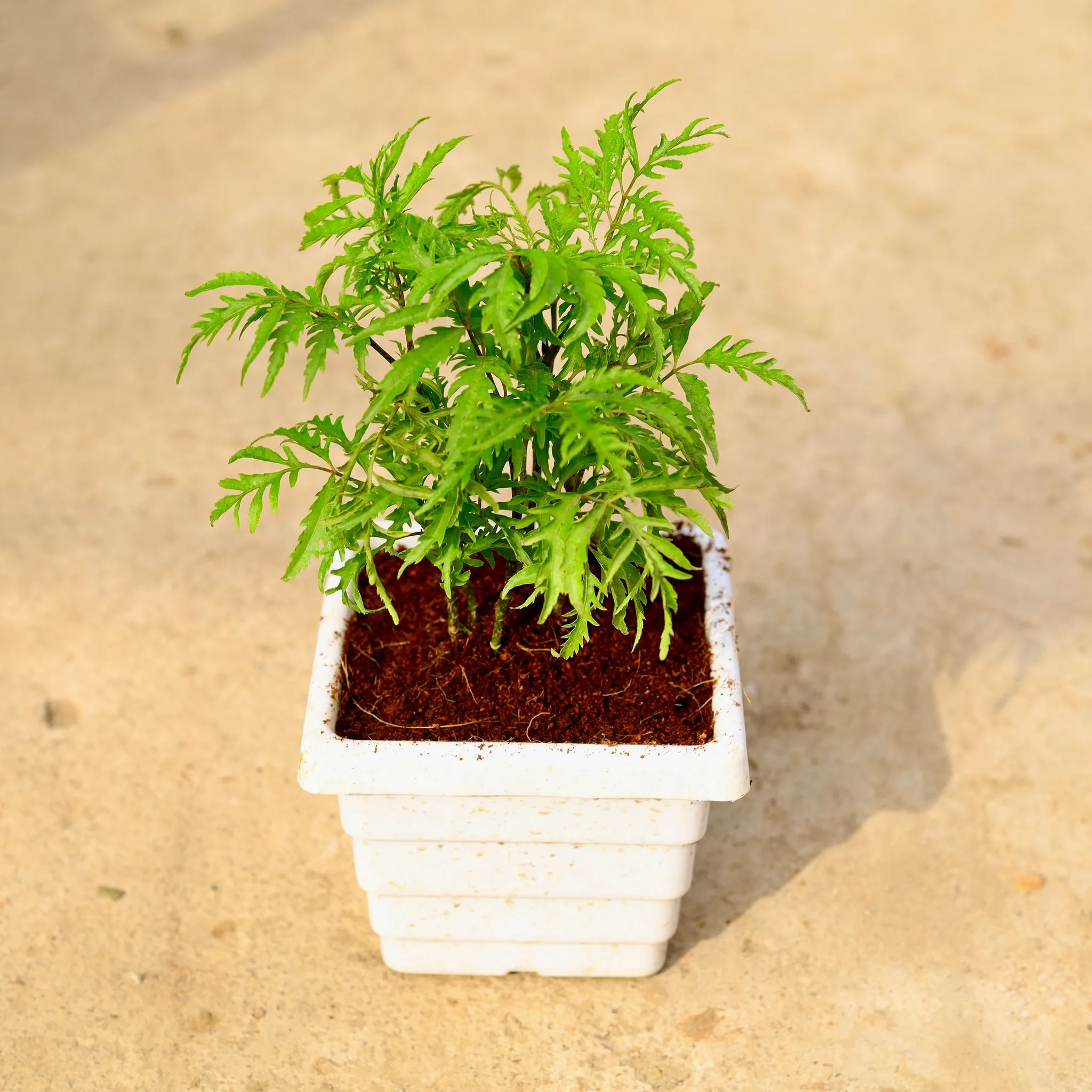 Aralia Neem in 6 Inch White Marble Premium Orchid Square Plastic Pot