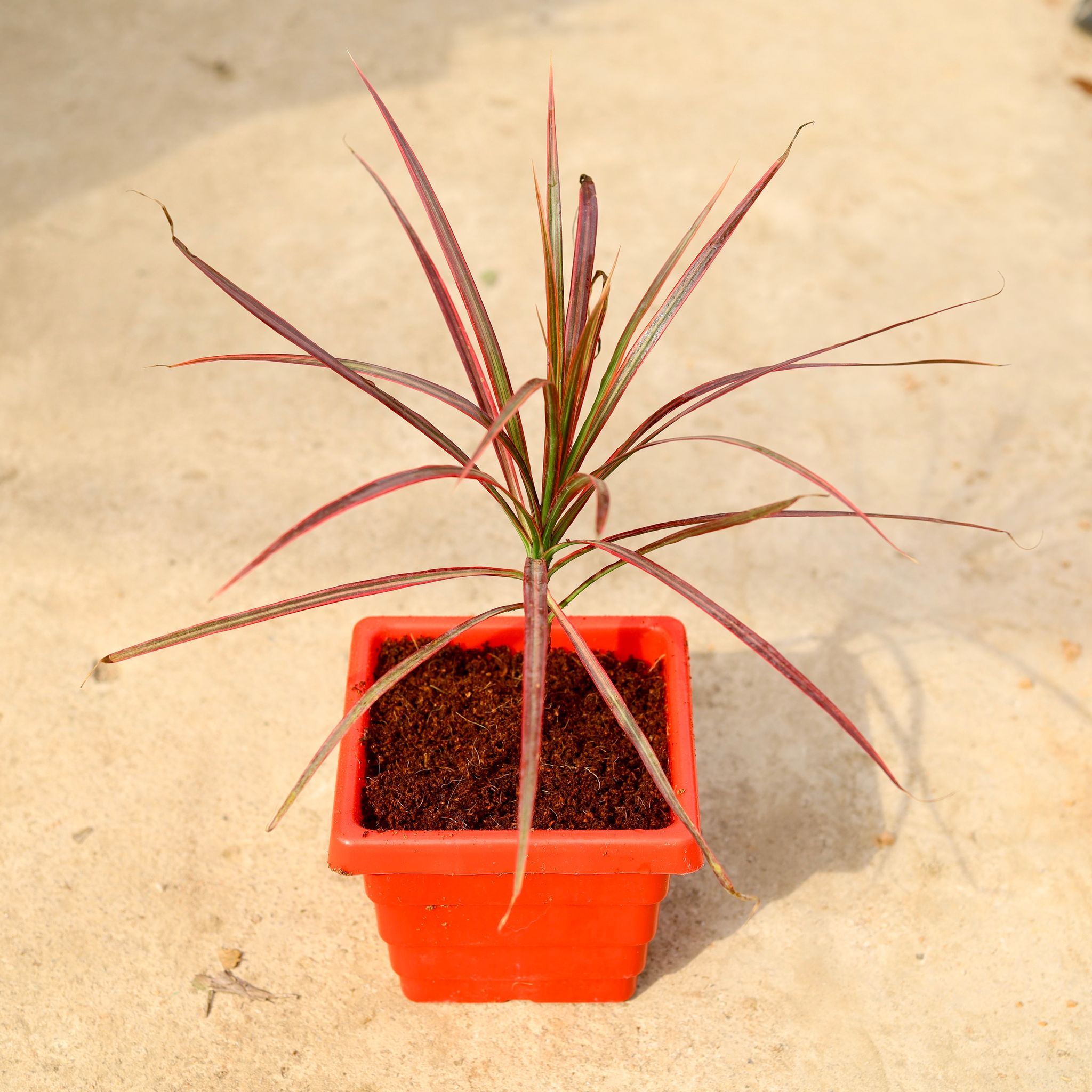 Dracaena Chlorma in 6 Inch Red Premium Orchid Square Plastic Pot
