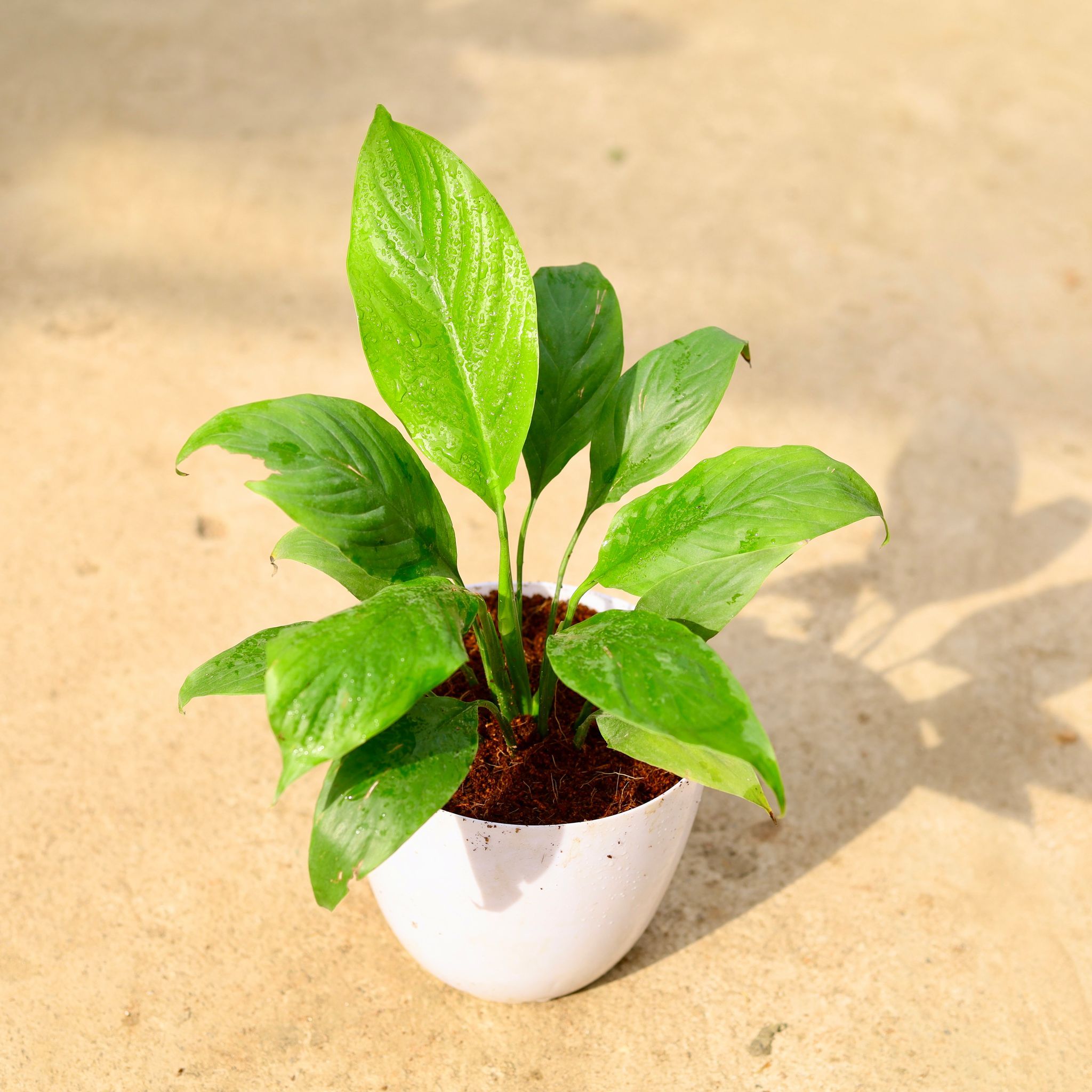 Peace Lily in 6 Inch White Premium Orchid Round Plastic Pot