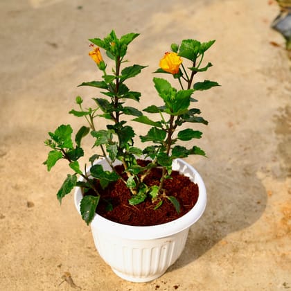 Buy Hibiscus / Gudhal (Any Color) in 10 Inch White Premium Olive Plastic Pot Online | Urvann.com