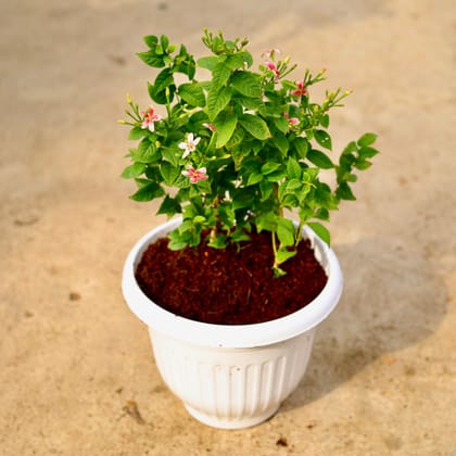 Buy Madhu Malti Dwarf / Rangoon Creeper (any colour) in 10 Inch White Premium Olive Plastic Pot Online | Urvann.com