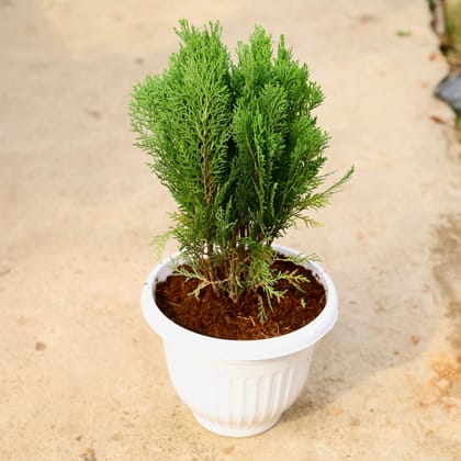 Buy Morpankhi in 10 Inch White Premium Olive Plastic Pot Online | Urvann.com