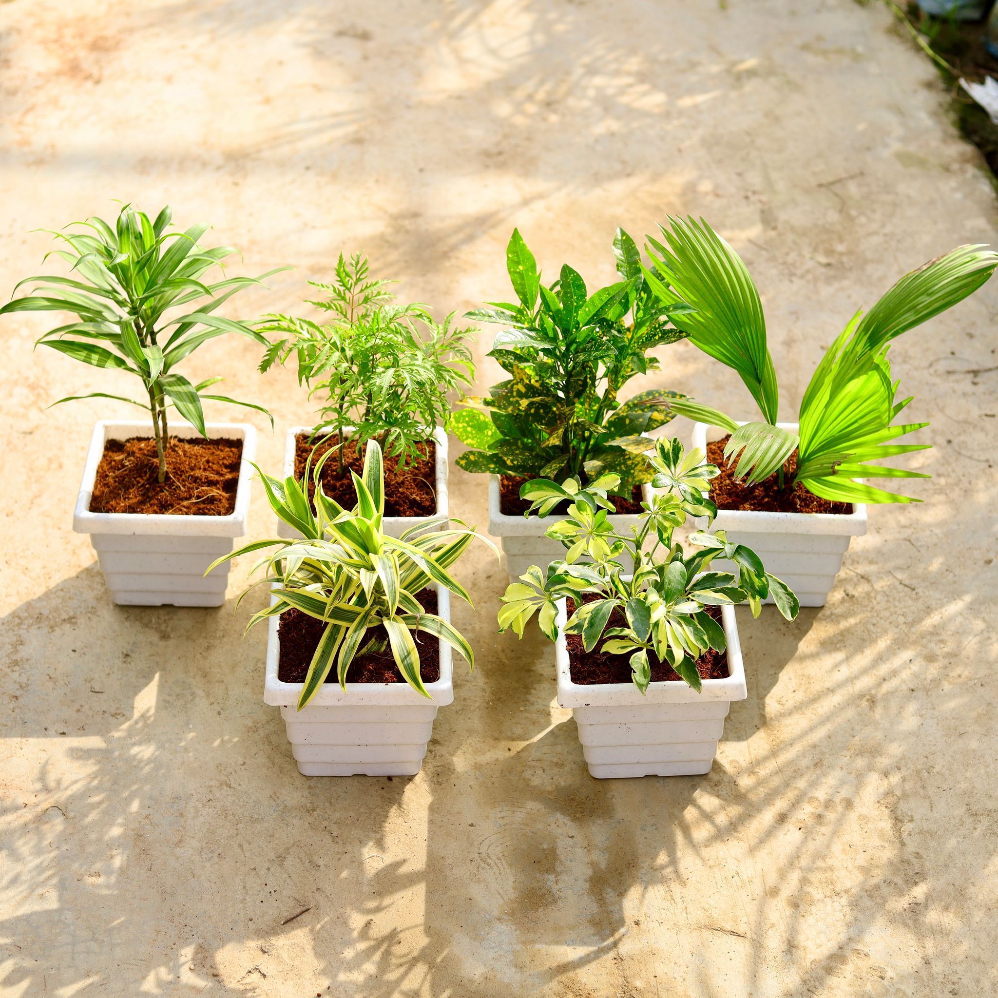 The Tropical Indoor Planters Set - Set of 6 - Dracaena Messenger, Aralia Neem, Baby Croton, Song of India, Schefflera Variegated & China / Fan Palm in 6 Inch White Marble Premium Orchid Square Plastic Pot