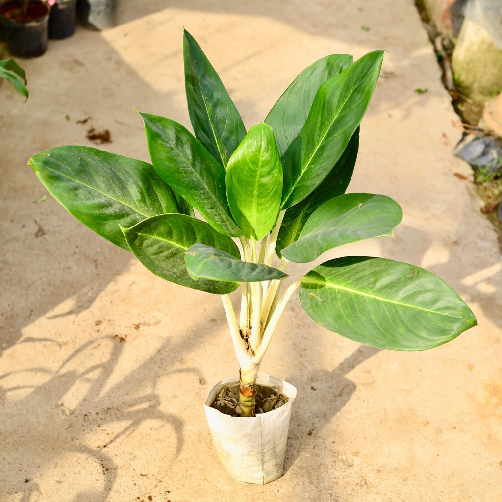 Buy Aglaonema Jharna in 8 Inch Nursery Bag Online | Urvann.com Aglaonema Jharna in 8 Inch Nursery Bag