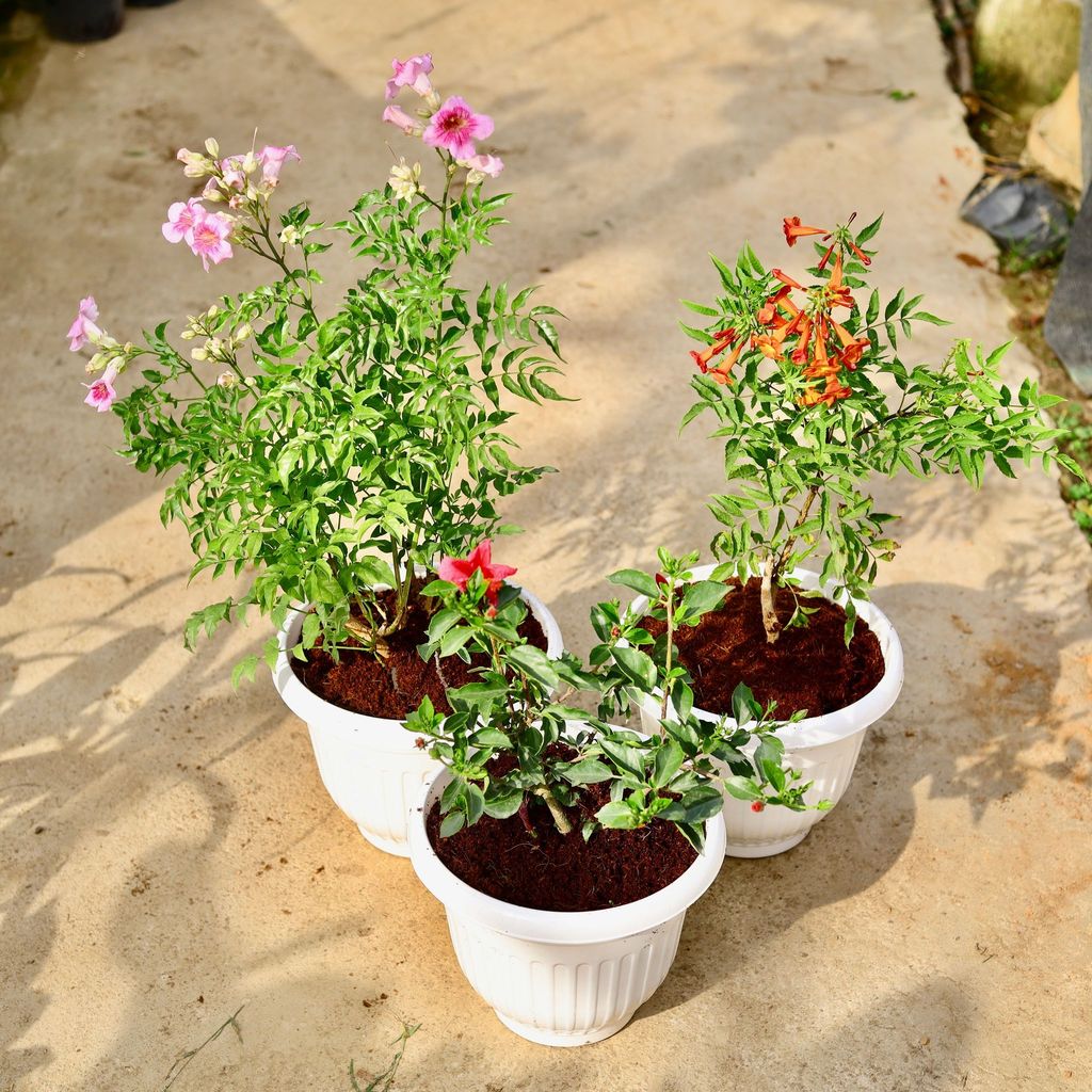 Buy Set of 3 - Tecoma Pink, Orange & hibiscus High Choice (any colour) in 10 Inch White Premium Olive Plastic Pot Online | Urvann.com Set of 3 - Tecoma Pink, Orange & hibiscus High Choice (any colour) in 10 Inch White Olive Plastic Pot