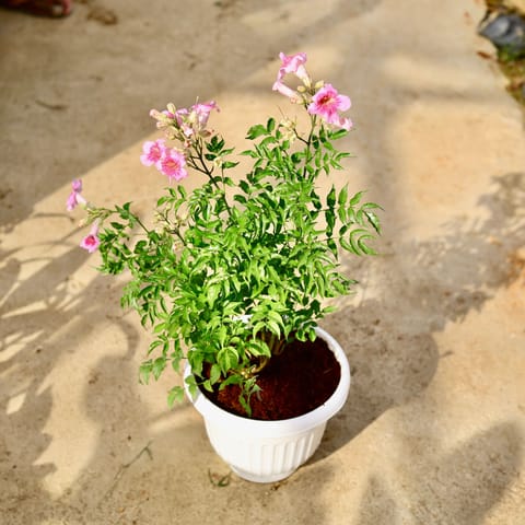 Tecoma Pink in 10 Inch White Olive Plastic Pot