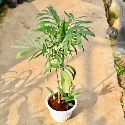 Buy Cane / Bamboo Palm in 10 Inch White Premium Olive Plastic Pot Online | Urvann.com