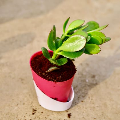 Buy Crassula Ovata Succulent in 4 Inch Daisy Pink Dublin Self Watering Pot Online | Urvann.com