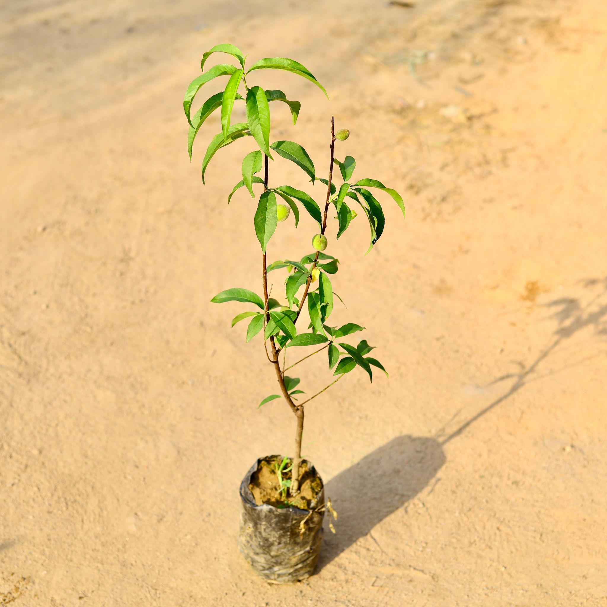Peach / Aadu Grafted in 7 Inch Nursery Bag