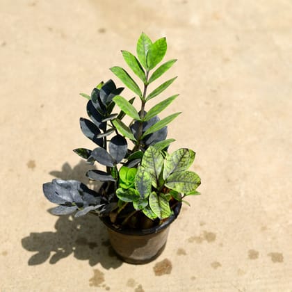 Buy ZZ Black in 6 Inch Nursery Pot Online | Urvann.com