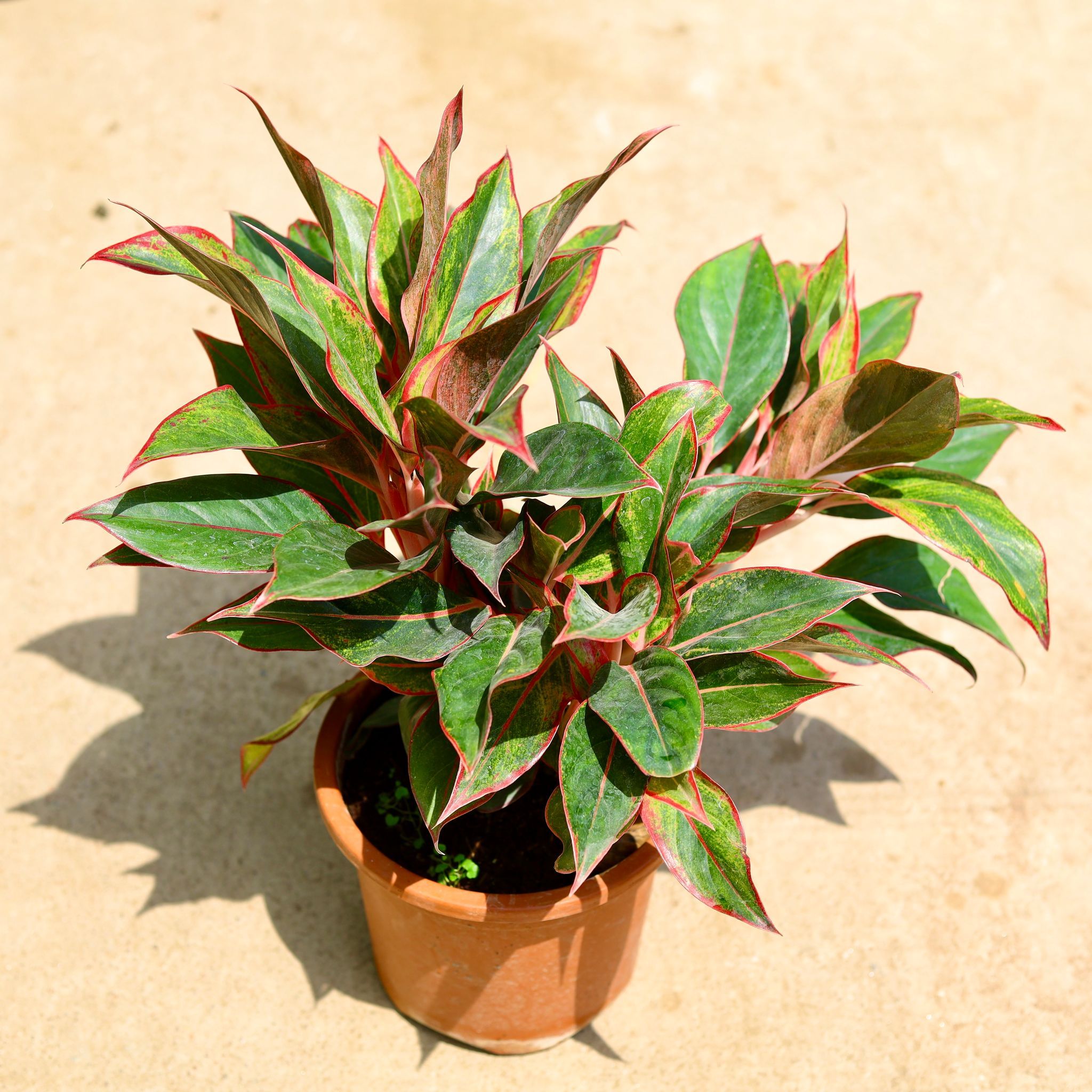 Aglaonema Lipstick in 8 Inch Nursery Pot