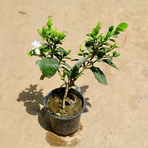 Gardenia in 6 Inch Nursery Pot