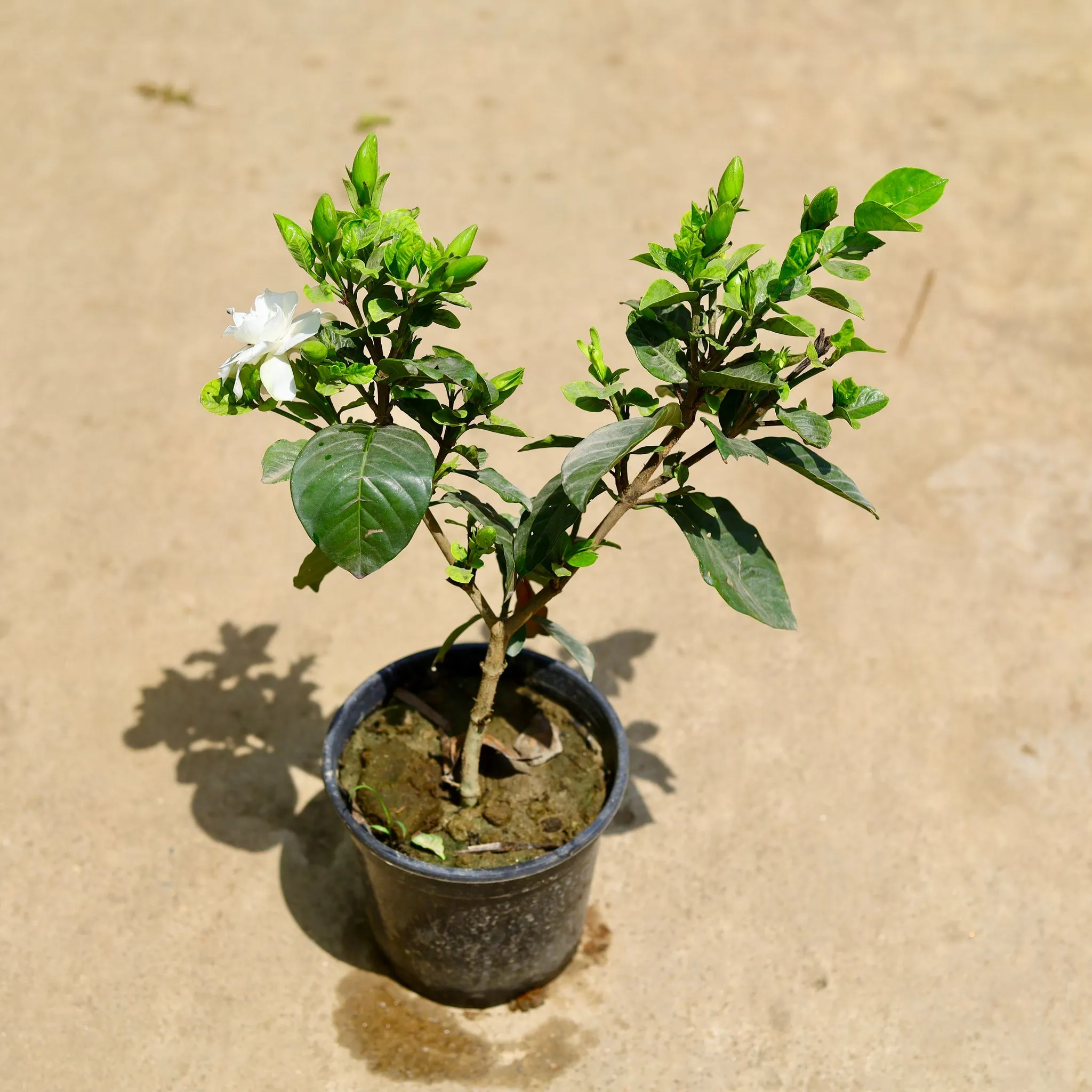 Gardenia in 8 Inch Nursery Pot