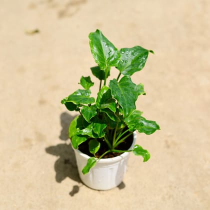 Buy Xanadu in 4 Inch Nursery Pot Online | Urvann.com