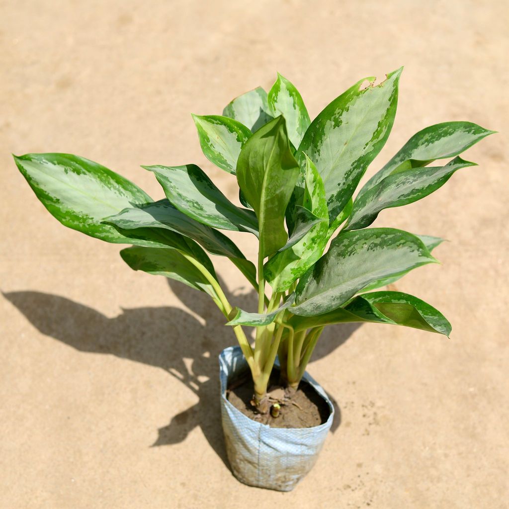 Buy Aglaonema Emerald Bay in 8 Inch Nursery Bag Online | Urvann.com Aglaonema Emerald Bay in 8 Inch Nursery Bag