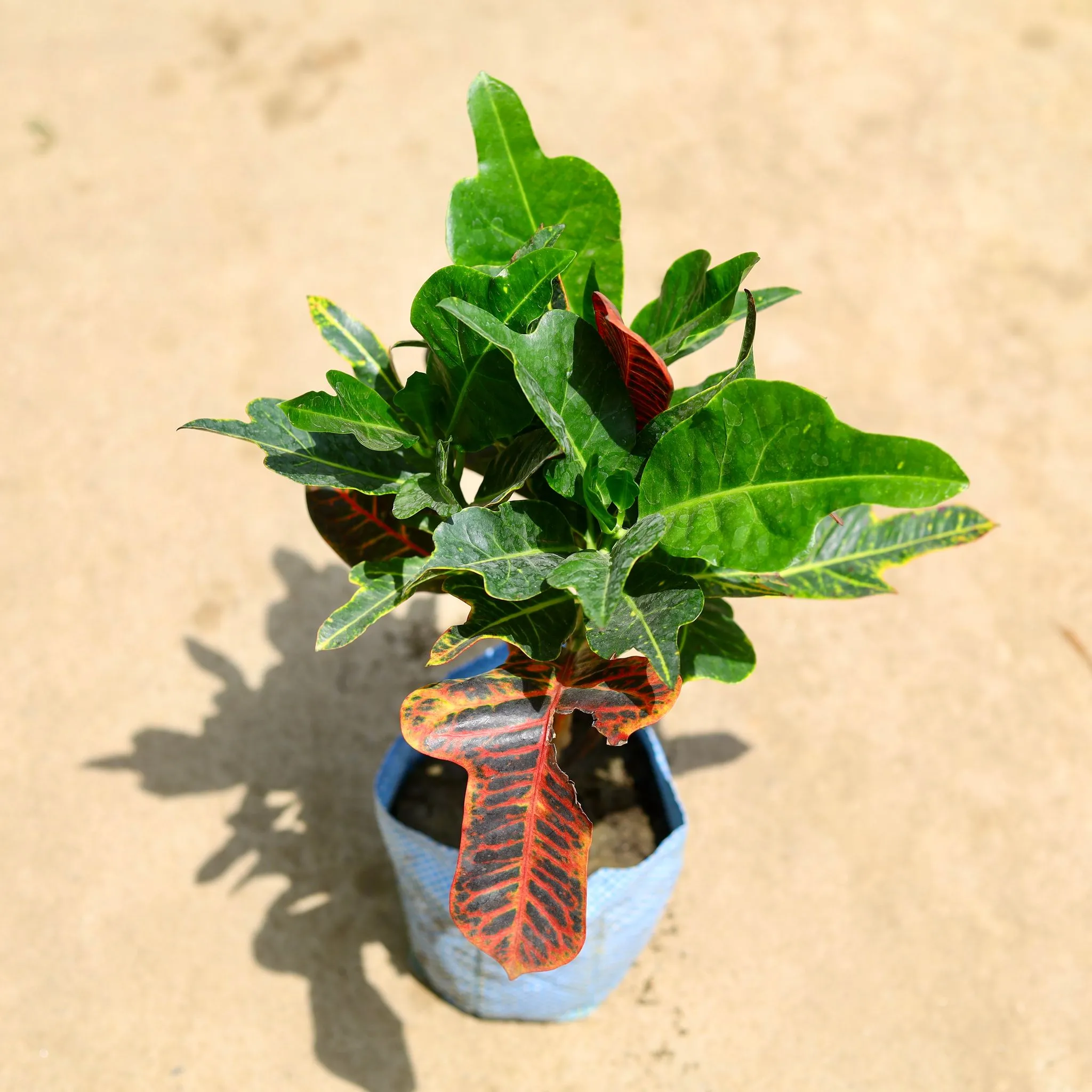 Croton Oakleaf in 8 Inch Nursery Bag
