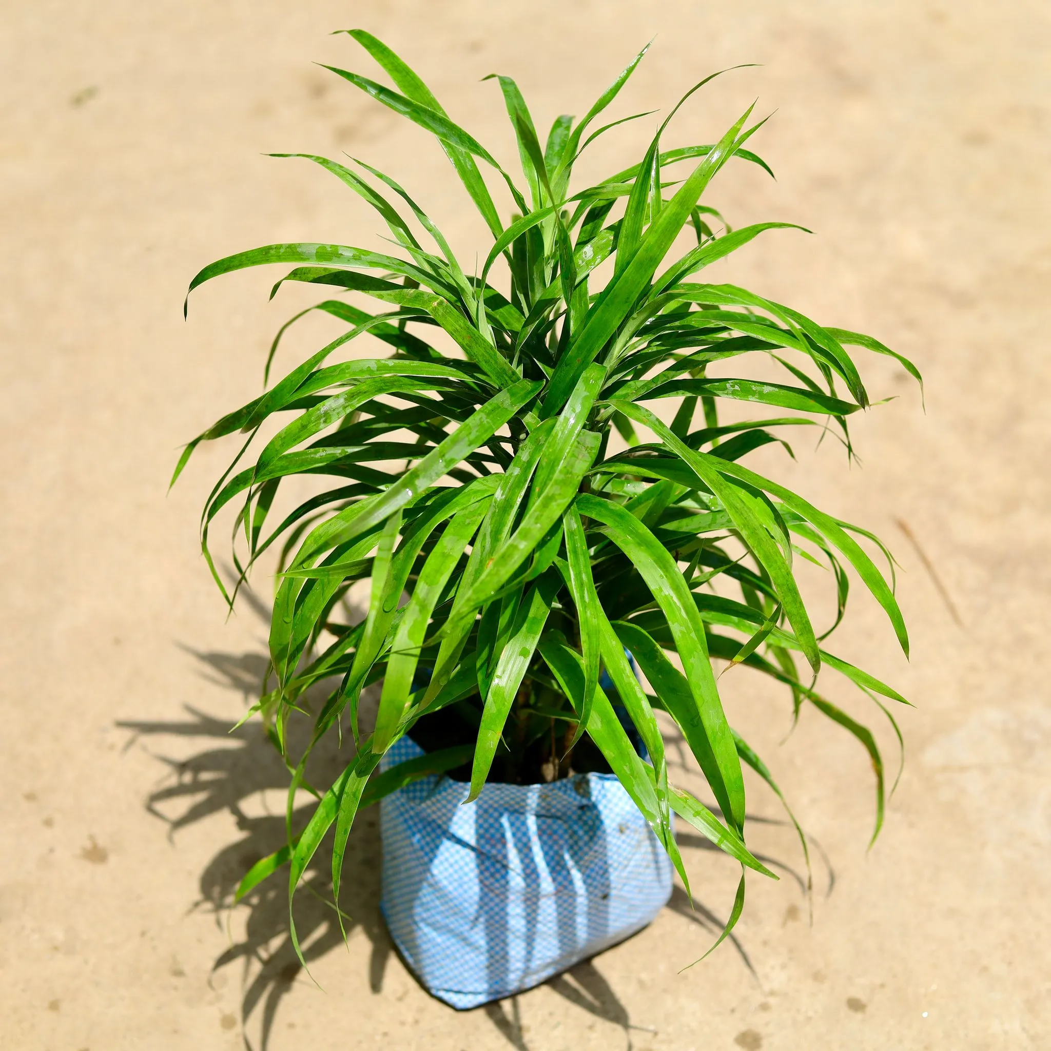 Dracaena Green in 8 Inch Nursery Bag