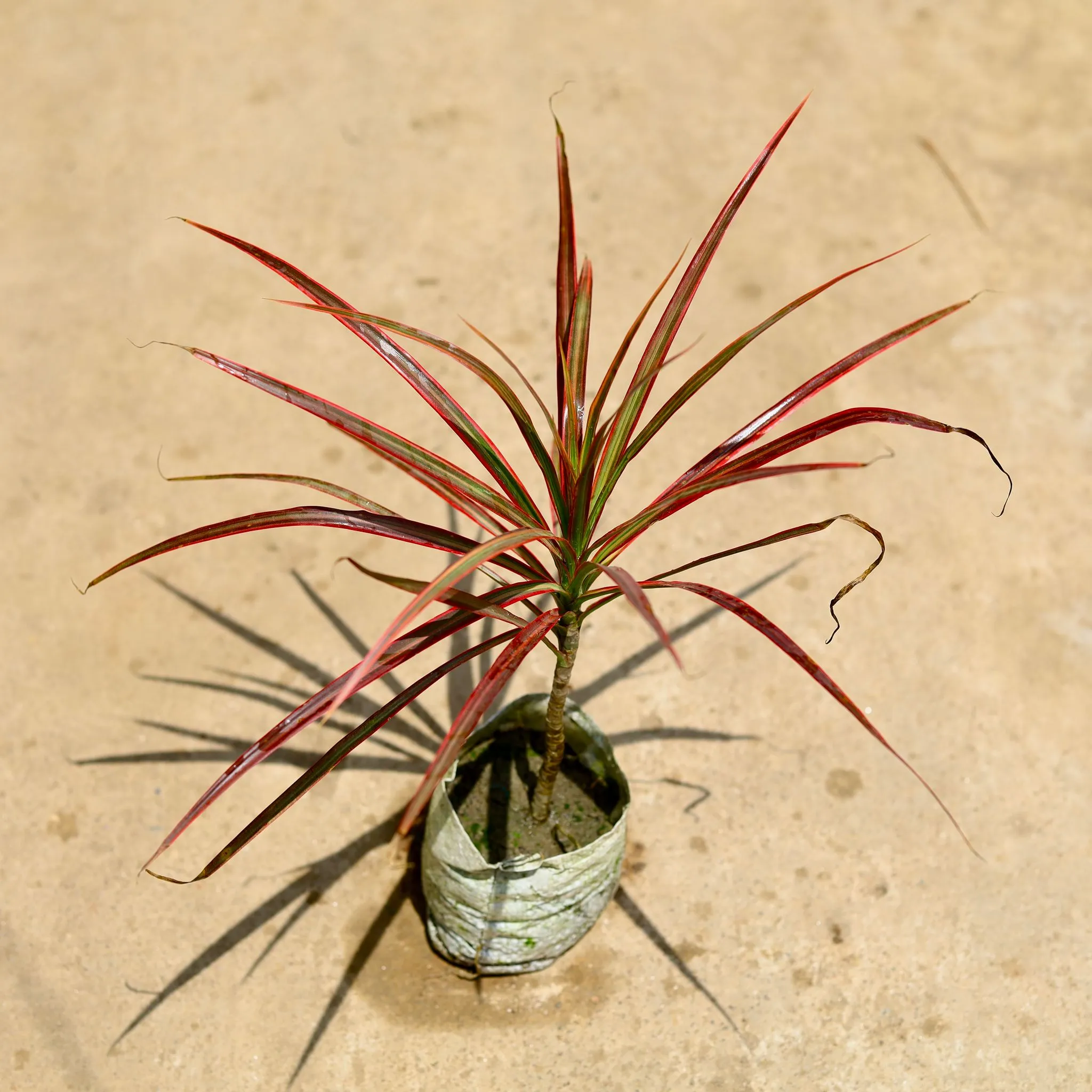 Dracaena Colorama / Marginata in 4 Inch Nursery Bag