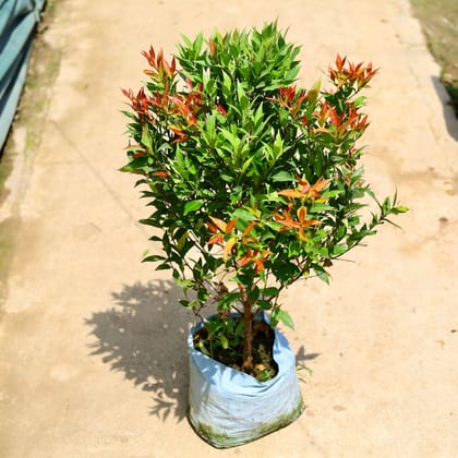 Buy Syzygium in 10 Inch Nursery Bag Online | Urvann.com